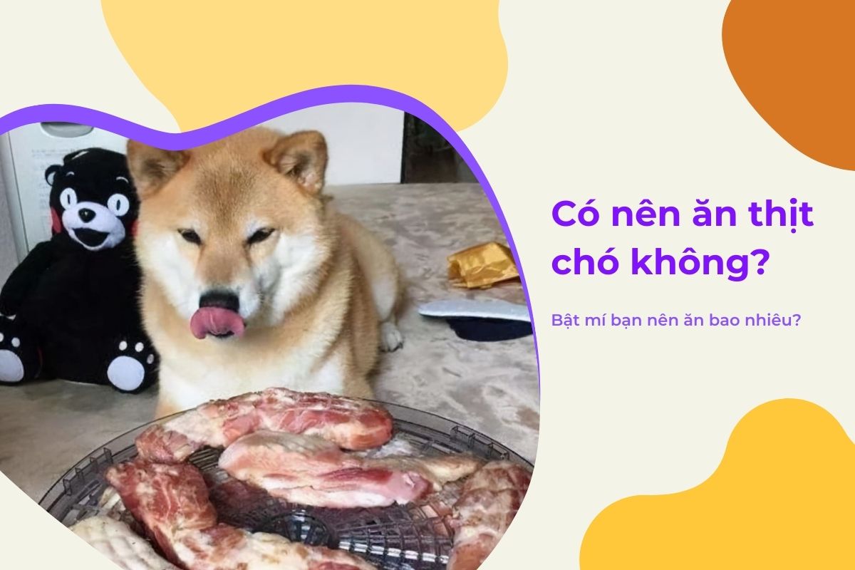 co-nen-an-thit-cho-khong