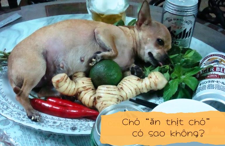 Ch&oacute; ăn thịt ch&oacute; c&oacute; sao kh&ocirc;ng
