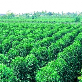 Lữ Hành Việt - HCM