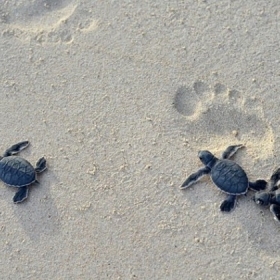 Island Sea Travel