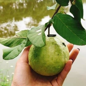 Farm Hồ Gia