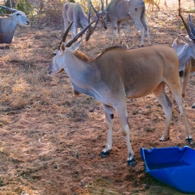 Safari Cafe