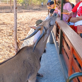 Safari Cafe