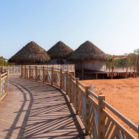 Safari Cafe