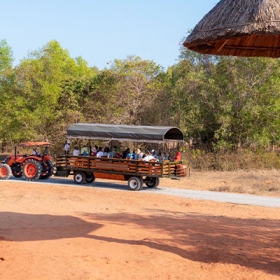Safari Cafe