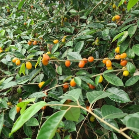 Farm Hồ Gia