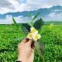 Rủ ngay bạn thân ghé thăm đồi chè Tân Uyên Lai Châu vào ngày đầu xuân này