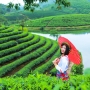 Đến thăm vịnh Hạ Long trên cạn tại Nghệ An: Đồi chè Thanh Chương