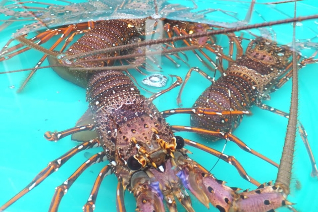 Tour trong ngày Nha Trang: Khám phá Đảo Tôm Hùm - Bình Ba