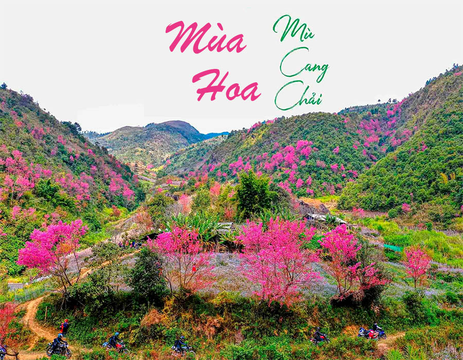 mua-hoa-mu-cang-chai